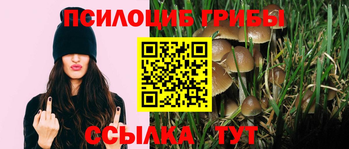 Галлюциногенные грибы Psilocybe Богданович